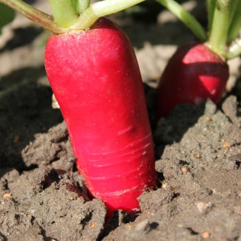 Rettich Ostergruß rosa (Samen)