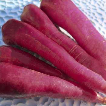 Rettich Rose de Chine (Samen)