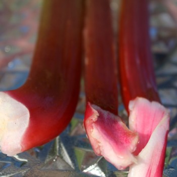 Rhabarber Goliath (Pflanze)