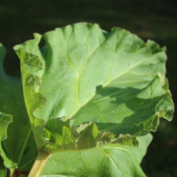 Rhabarber Goliath (Pflanze)
