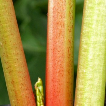 Rhabarber Goliath (Pflanze)