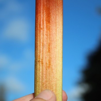 Rhabarber Red Champagne (Pflanze)
