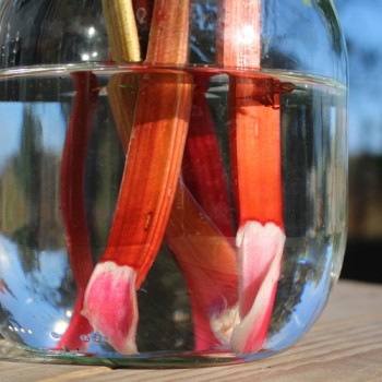 Rhabarber Red Champagne (Pflanze)