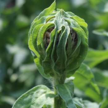 Riesen-Flockenblume (Samen)