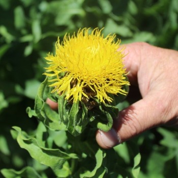 Riesen-Flockenblume (Samen)