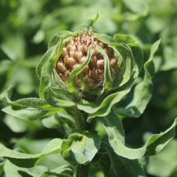 Riesen-Flockenblume (Samen)