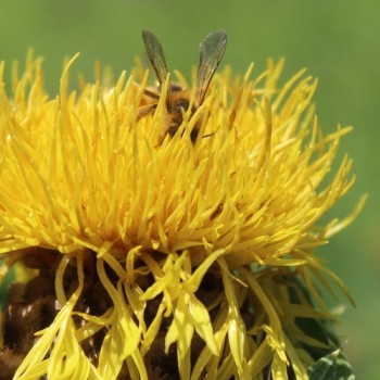 Riesen-Flockenblume (Samen)