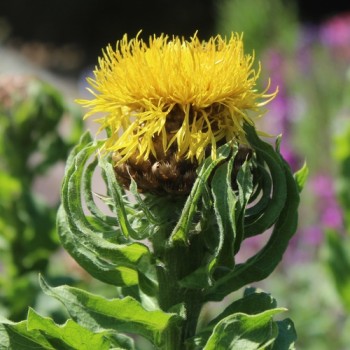 Riesen-Flockenblume (Samen)