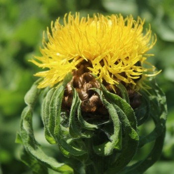 Riesen-Flockenblume (Samen)