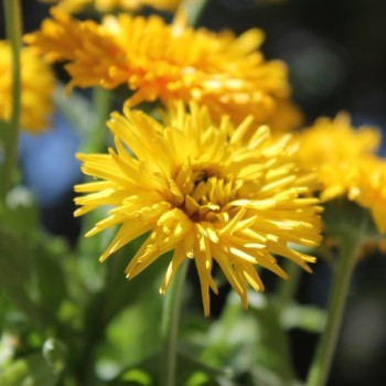 Ringelblume Calexis Yellow (Samen)