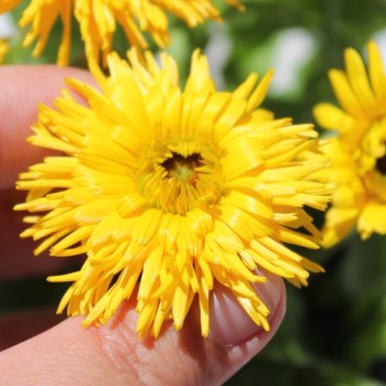 Ringelblume Calexis Yellow (Samen)