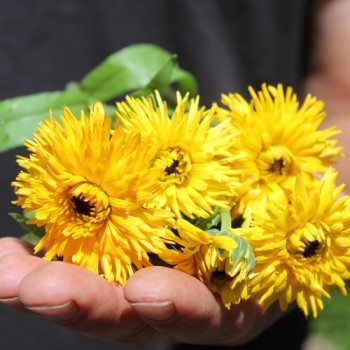 Ringelblume Calexis Yellow (Samen)