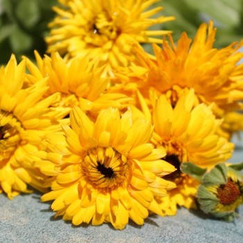 Ringelblume Calexis Yellow (Samen)