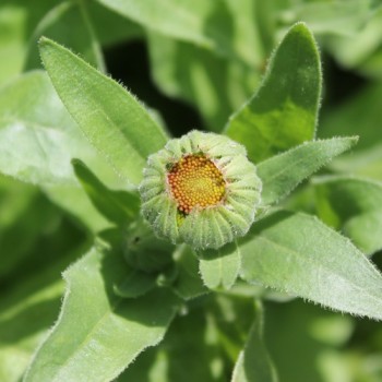 Ringelblume Calexis Yellow (Samen)