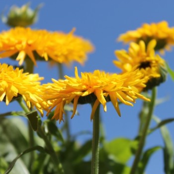 Ringelblume Calexis Yellow (Samen)