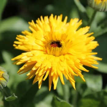 Ringelblume Calexis Yellow (Samen)