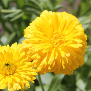 Ringelblume Chrysantha (Samen)
