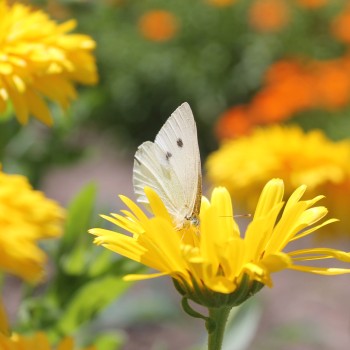 Ringelblume Chrysantha (Samen)