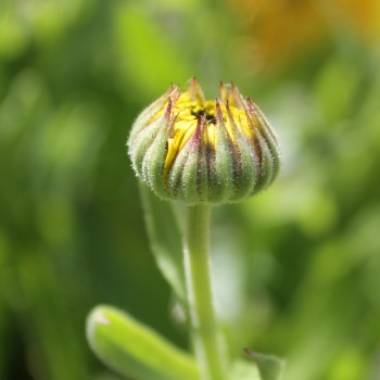 Ringelblume Chrysantha (Samen)