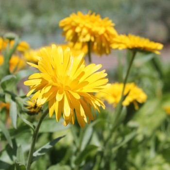 Ringelblume Chrysantha (Samen)