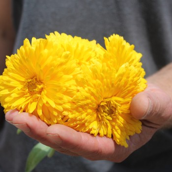 Ringelblume Chrysantha (Samen)