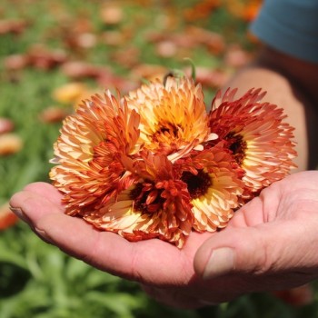Neu! Ringelblume Colours of Peaches (Samen)
