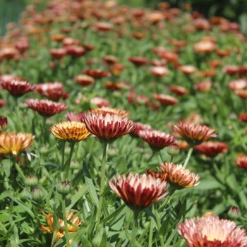 Neu! Ringelblume Colours of Peaches (Samen)