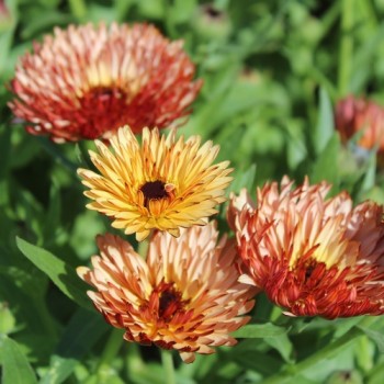 Neu! Ringelblume Colours of Peaches (Samen)