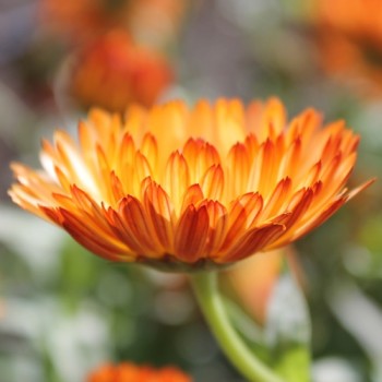 Neu! Ringelblume Colours of Peaches (Samen)
