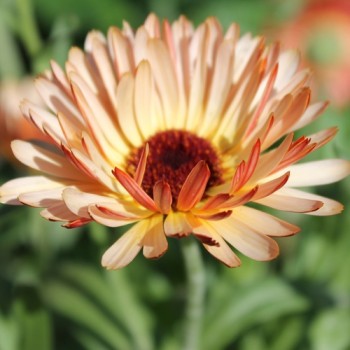 Neu! Ringelblume Colours of Peaches (Samen)