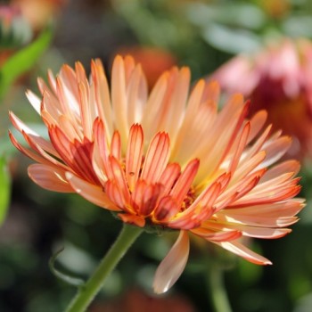 Neu! Ringelblume Colours of Peaches (Samen)