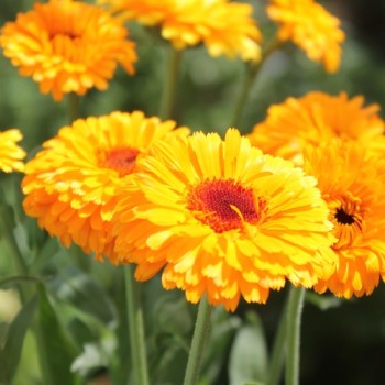 Ringelblume Corniche (Samen)