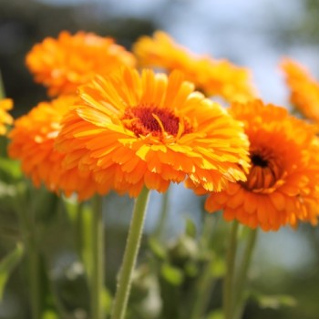 Ringelblume Corniche (Samen)