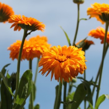 Ringelblume Corniche (Samen)