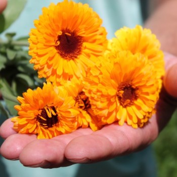 Ringelblume Corniche (Samen)