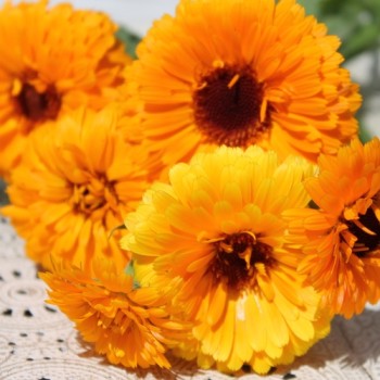 Ringelblume Corniche (Samen)