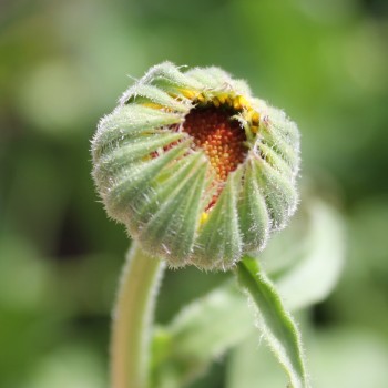 Ringelblume Cream (Samen)