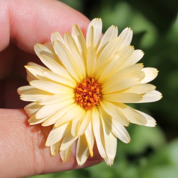Ringelblume Cream (Samen)