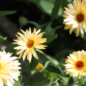 Ringelblume Cream (Samen)
