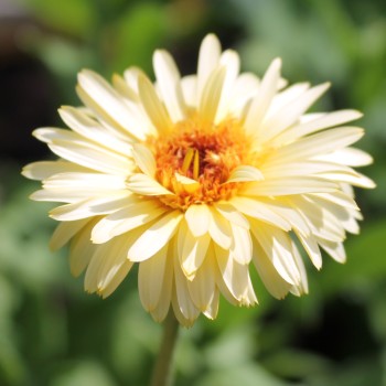 Ringelblume Cream (Samen)