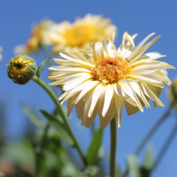 Ringelblume Cream (Samen)