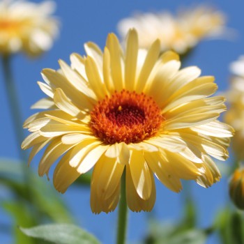 Ringelblume Cream (Samen)