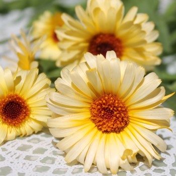 Ringelblume Cream (Samen)