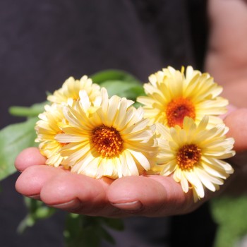 Ringelblume Cream (Samen)