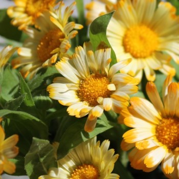 Zwerg-Ringelblume Daisy Apricot (Samen)