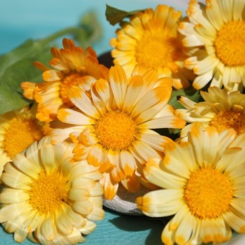Zwerg-Ringelblume Daisy Apricot (Samen)