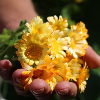 Zwerg-Ringelblume Daisy Apricot (Samen)