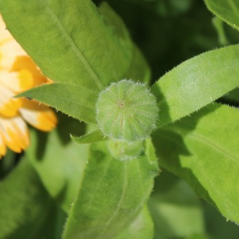 Zwerg-Ringelblume Daisy Apricot (Samen)