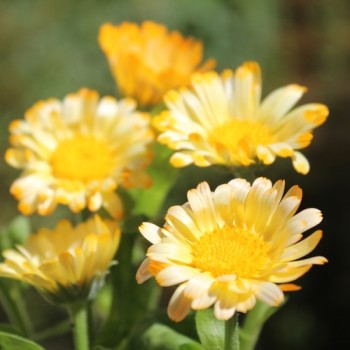 Zwerg-Ringelblume Daisy Apricot (Samen)