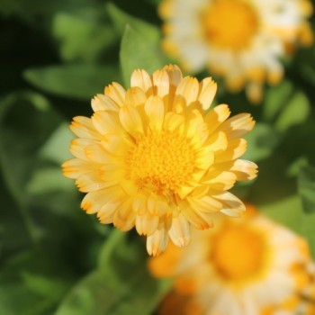 Zwerg-Ringelblume Daisy Apricot (Samen)